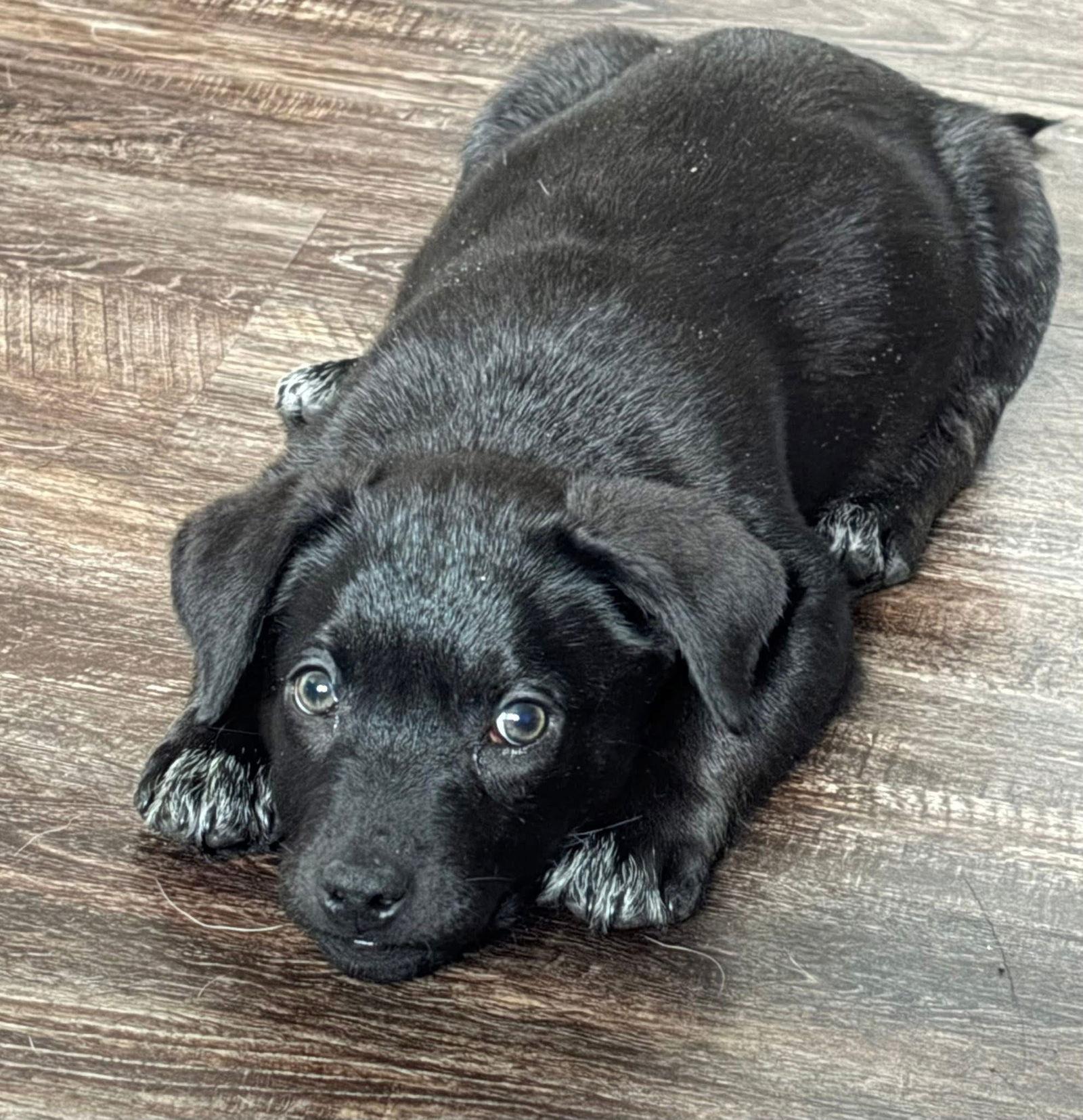 Enlarge Frosty, a Adoptable mixed breed in Elgin, IL image 2/3