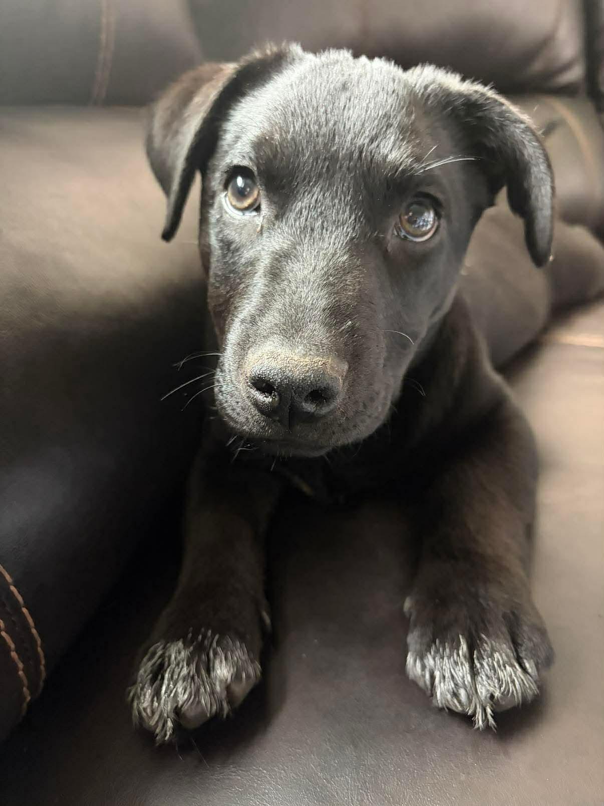 Enlarge Frosty, a Adoptable mixed breed in Elgin, IL image 2/3