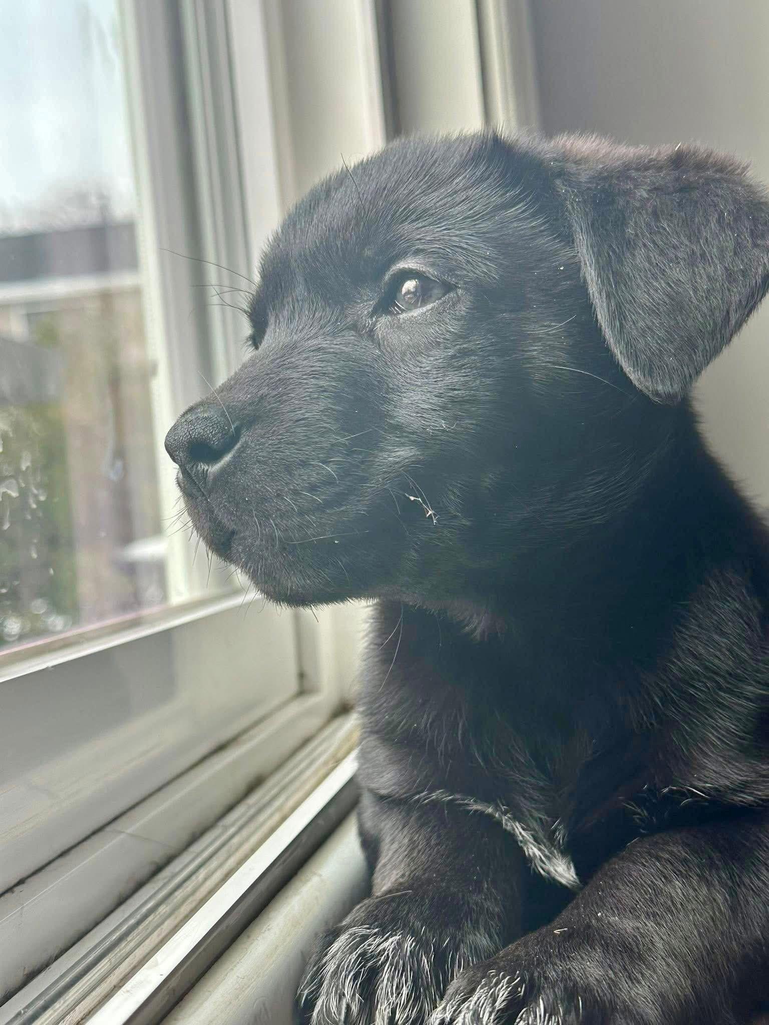 Enlarge Frosty, a Adoptable mixed breed in Elgin, IL image 3/3