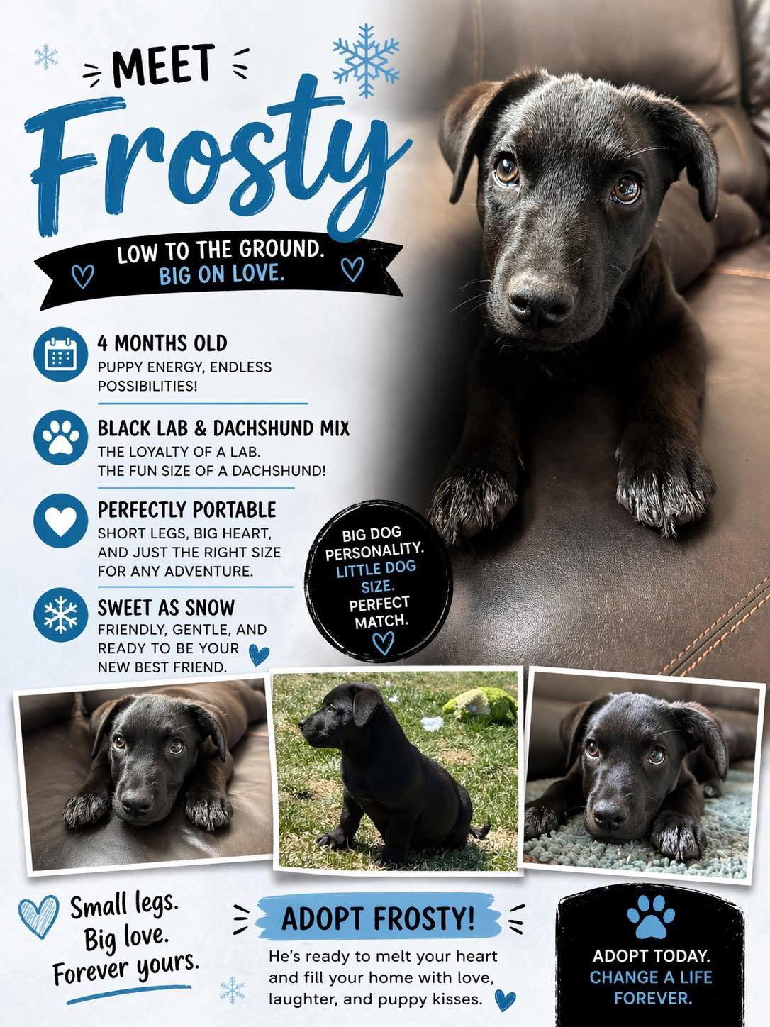 Enlarge Frosty, a Adoptable mixed breed in Elgin, IL image 3/3