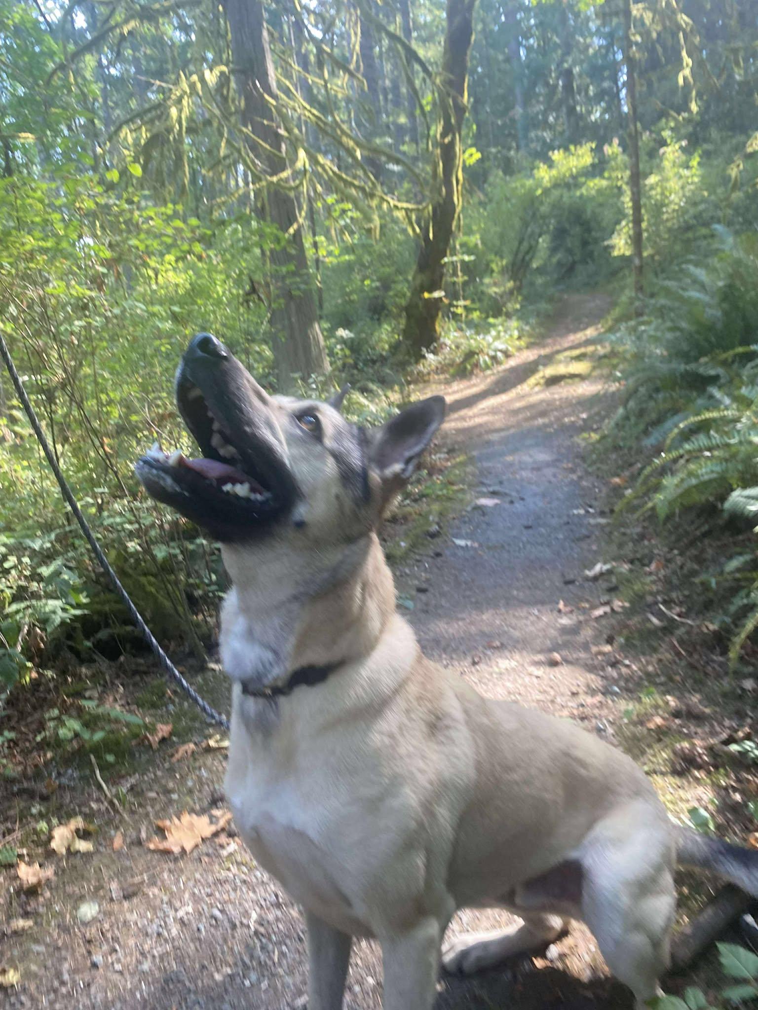 Moose, an adopted mixed breed in Lake Cowichan, BC image 3/4