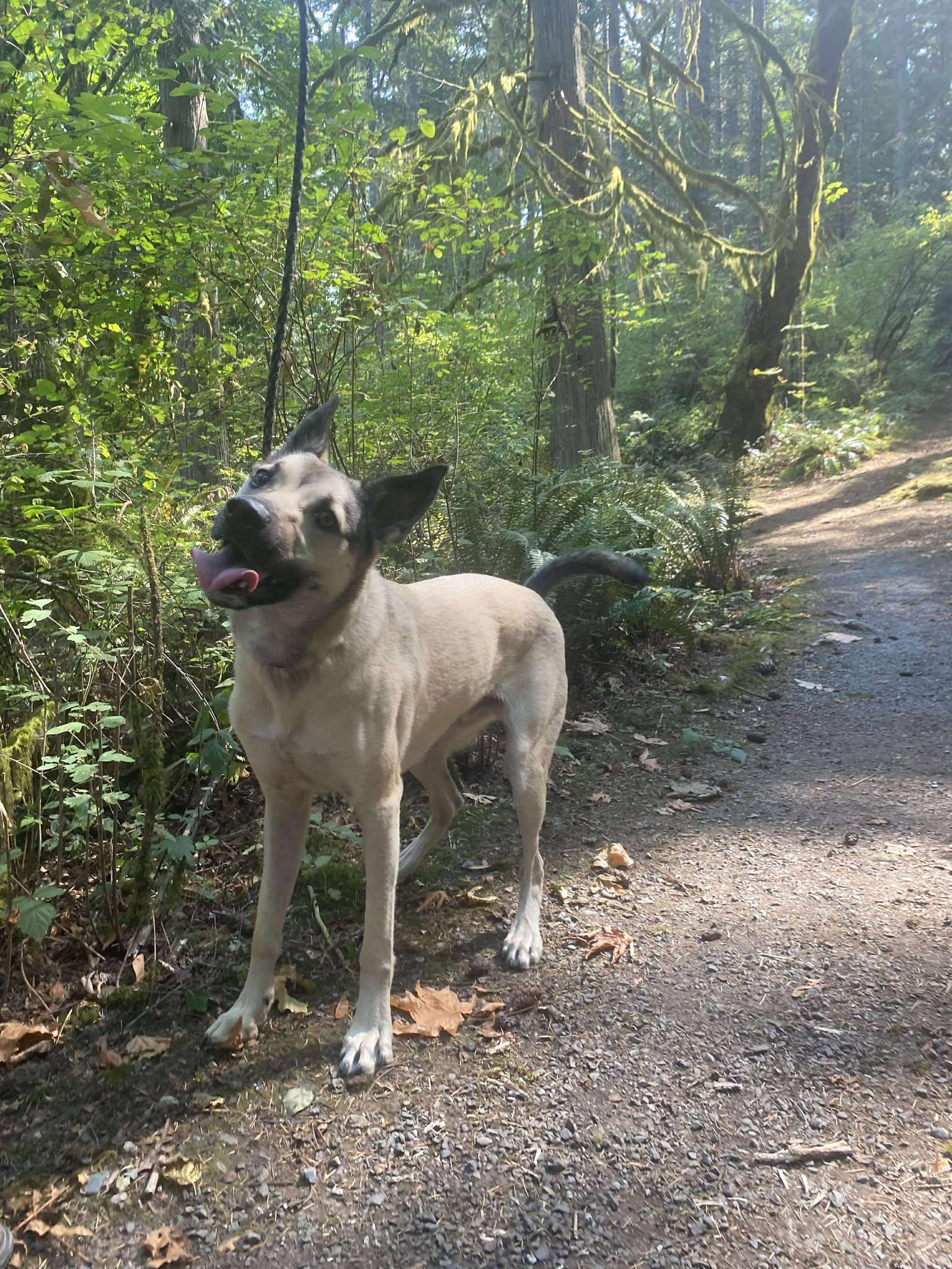Moose, an adopted mixed breed in Lake Cowichan, BC image 2/4