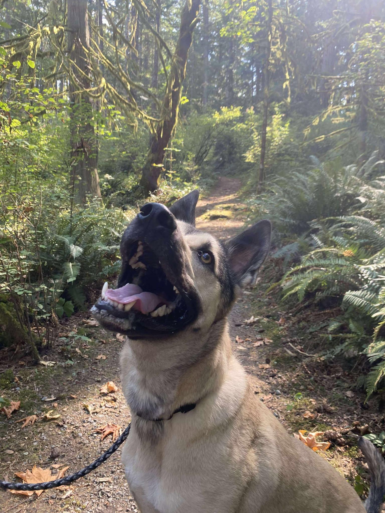 Moose, an adopted mixed breed in Lake Cowichan, BC image 4/4