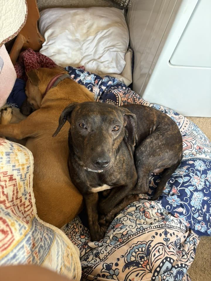 Enlarge Flicker, a Adoptable mixed breed in Frankfort, KY image 2/3