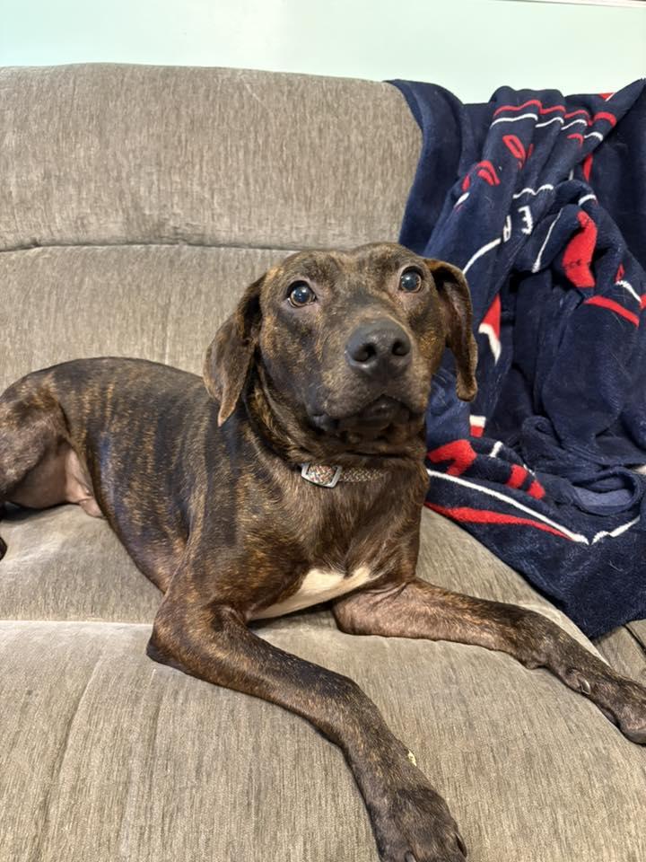 Flicker, Adoptable, Adult Male Plott Hound & Mixed Breed.