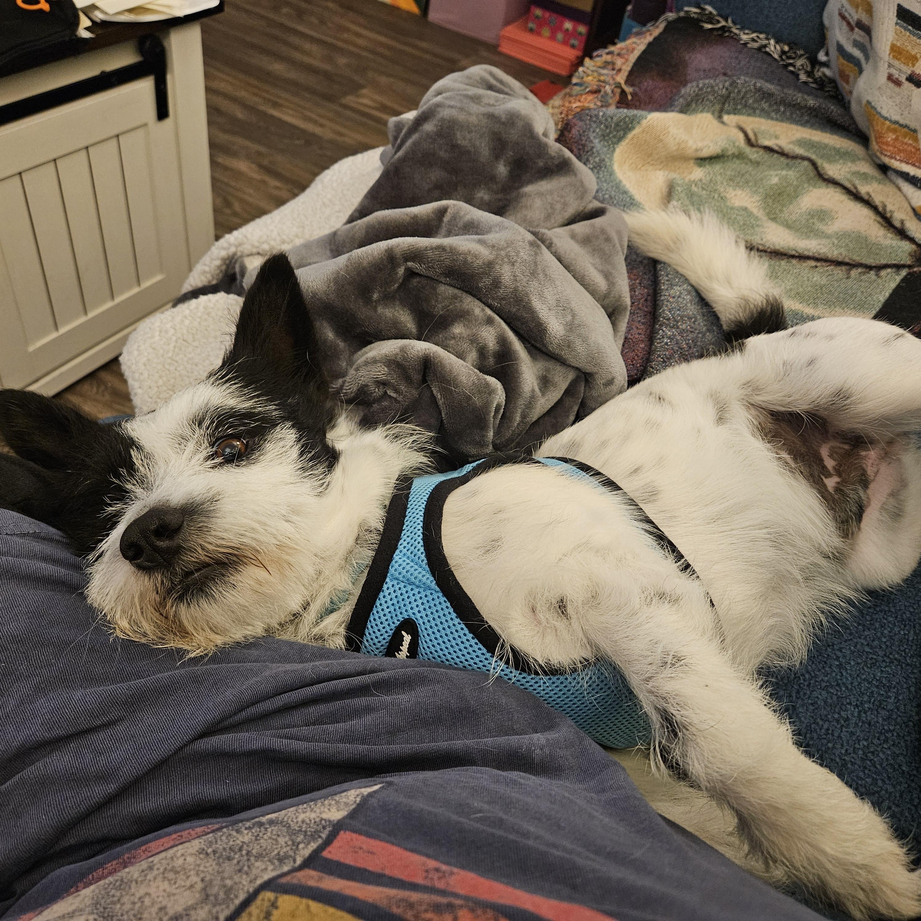 Benji, adoptable, Adult Male Terrier.