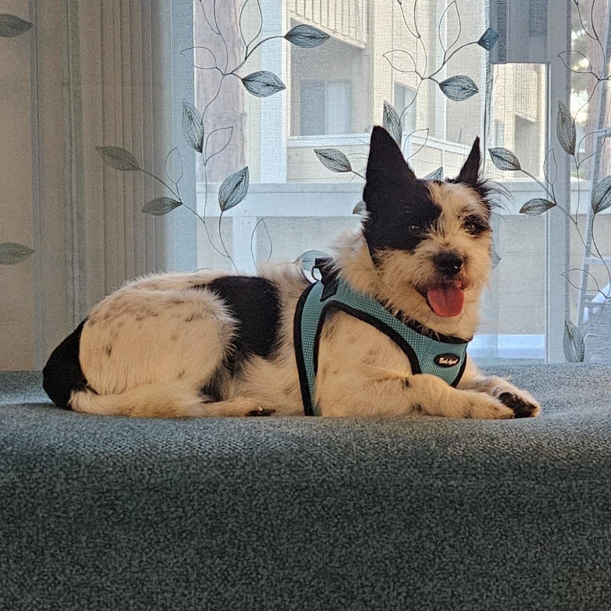 Enlarge Benji, a ADOPTABLE mixed breed in Huntington Beach, CA image 4/6