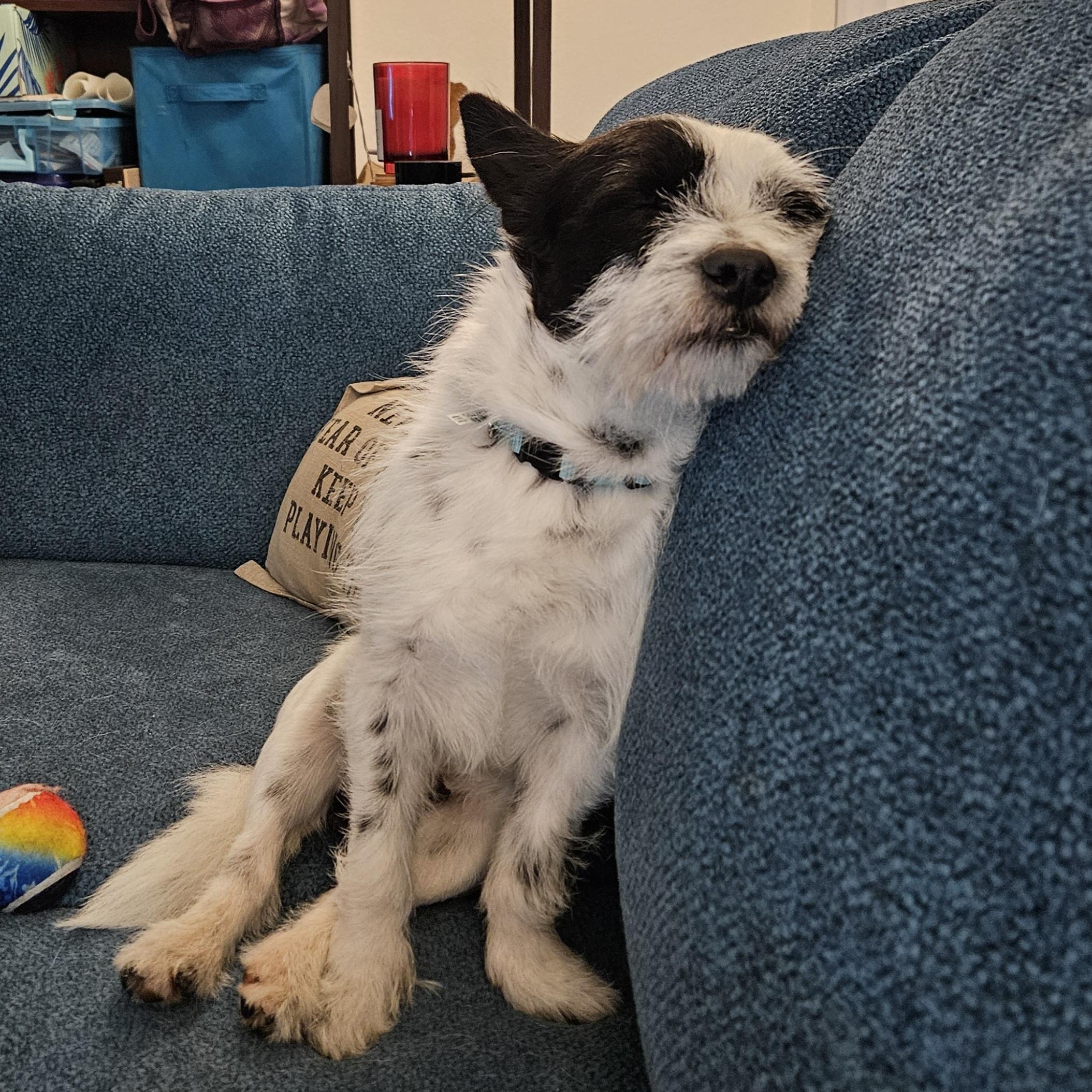 Enlarge Benji, a ADOPTABLE mixed breed in Huntington Beach, CA image 3/6