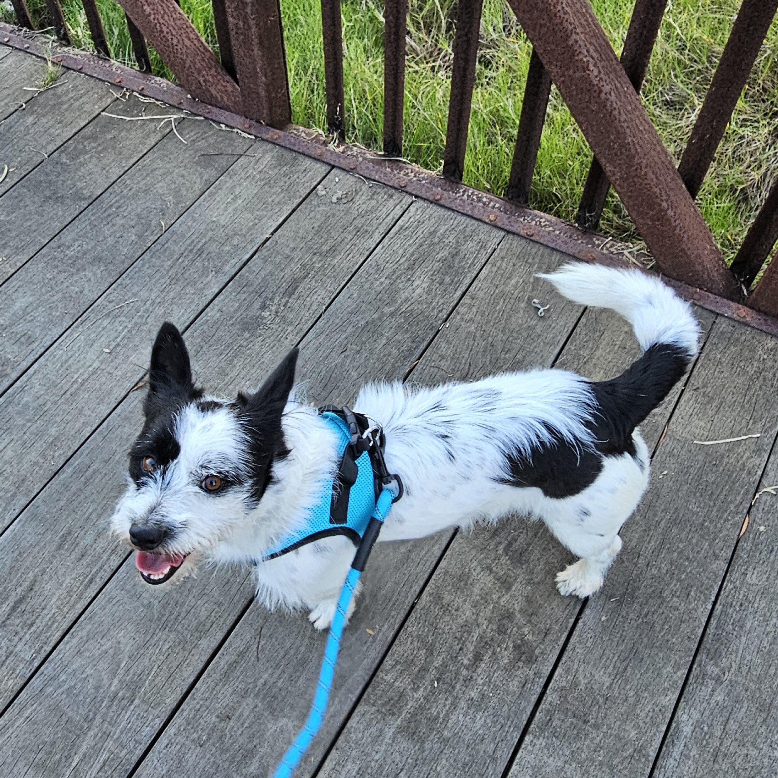 Enlarge Benji, a ADOPTABLE mixed breed in Huntington Beach, CA image 5/6