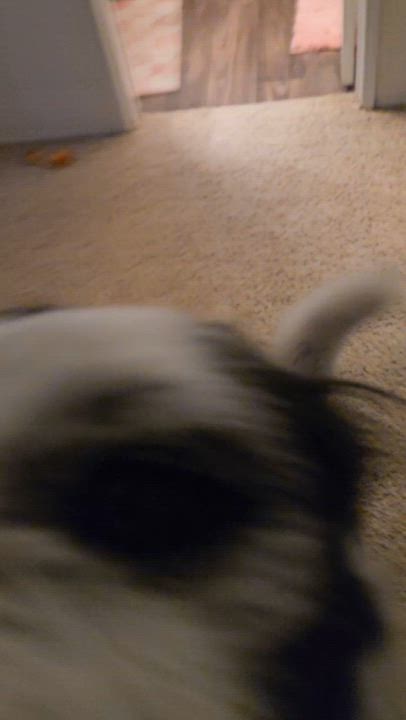 Enlarge Benji, a ADOPTABLE mixed breed in Huntington Beach, CA video 6/6