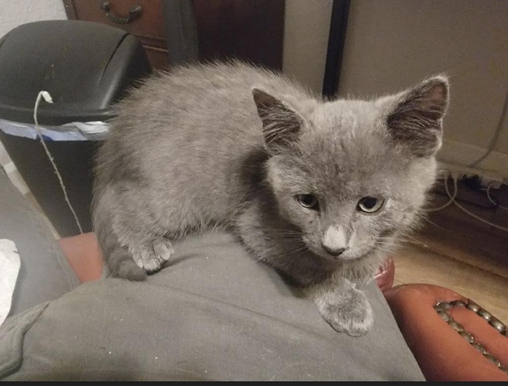 Wee Willy thumbnail 3