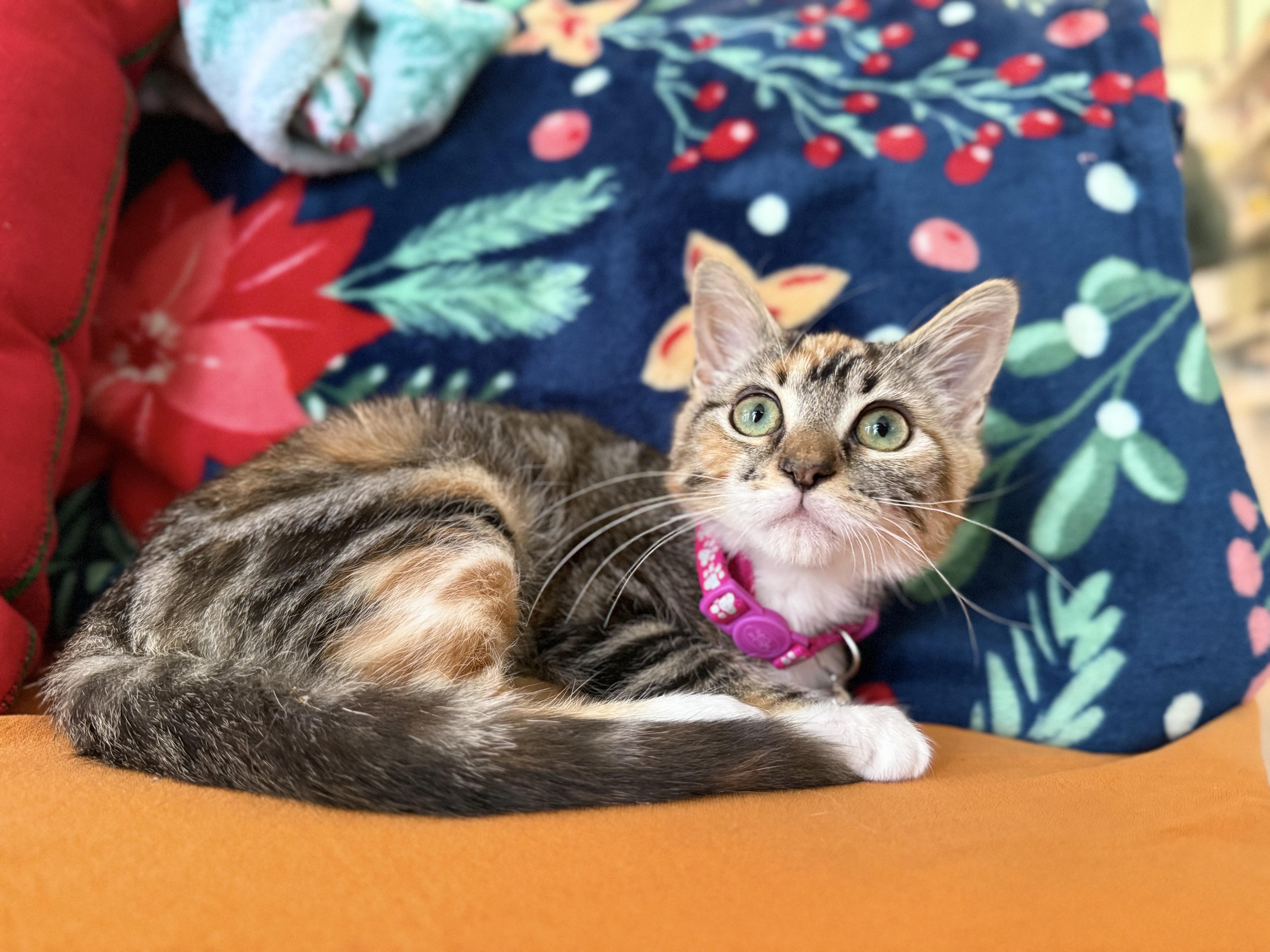 Triscuit, Adoptable, Young Female Domestic Short Hair.