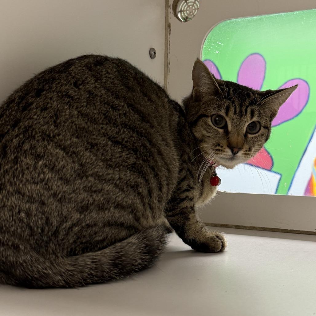 Apple, Adoptable, Adult Female Domestic Short Hair.