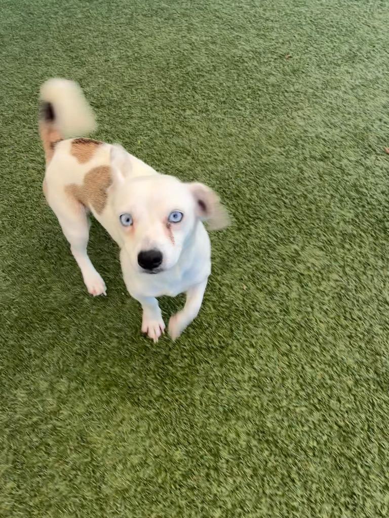 Ashleigh, Adoptable, Young Female Terrier.