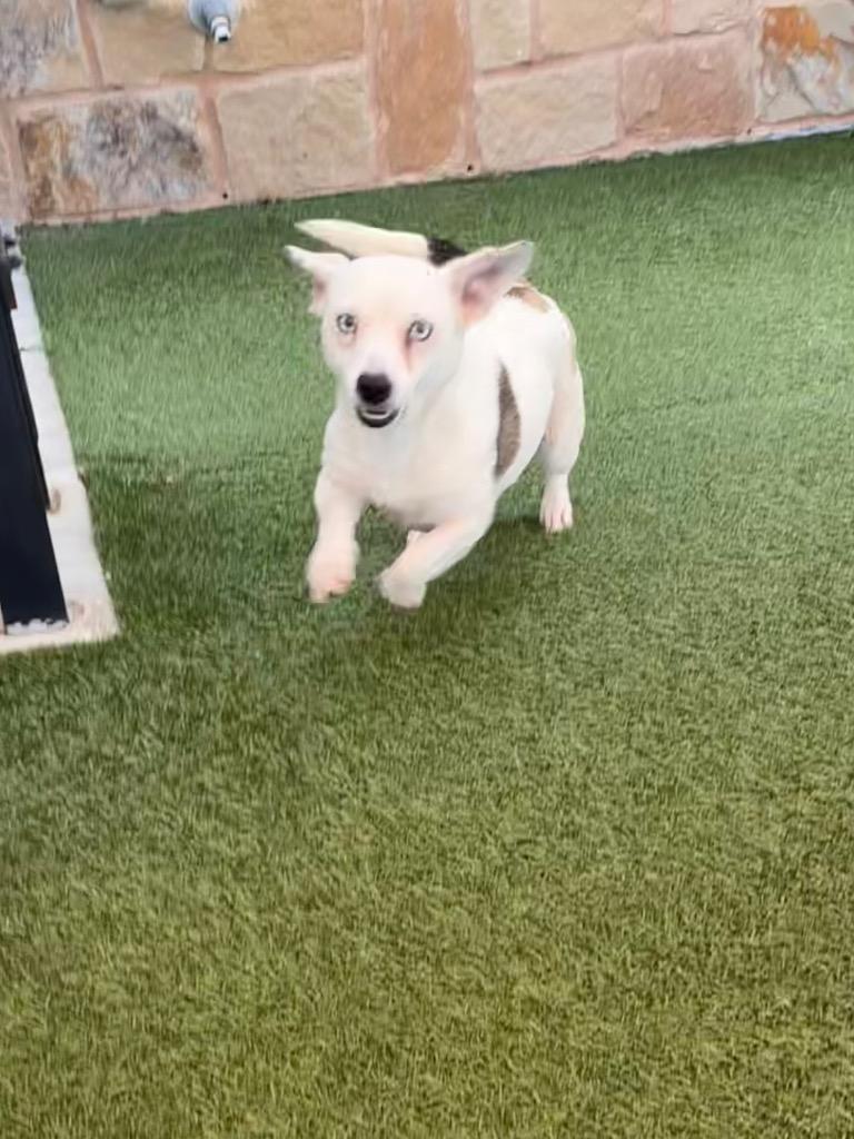 Ashleigh, a Adoptable mixed breed in Seguin, TX image 2/3