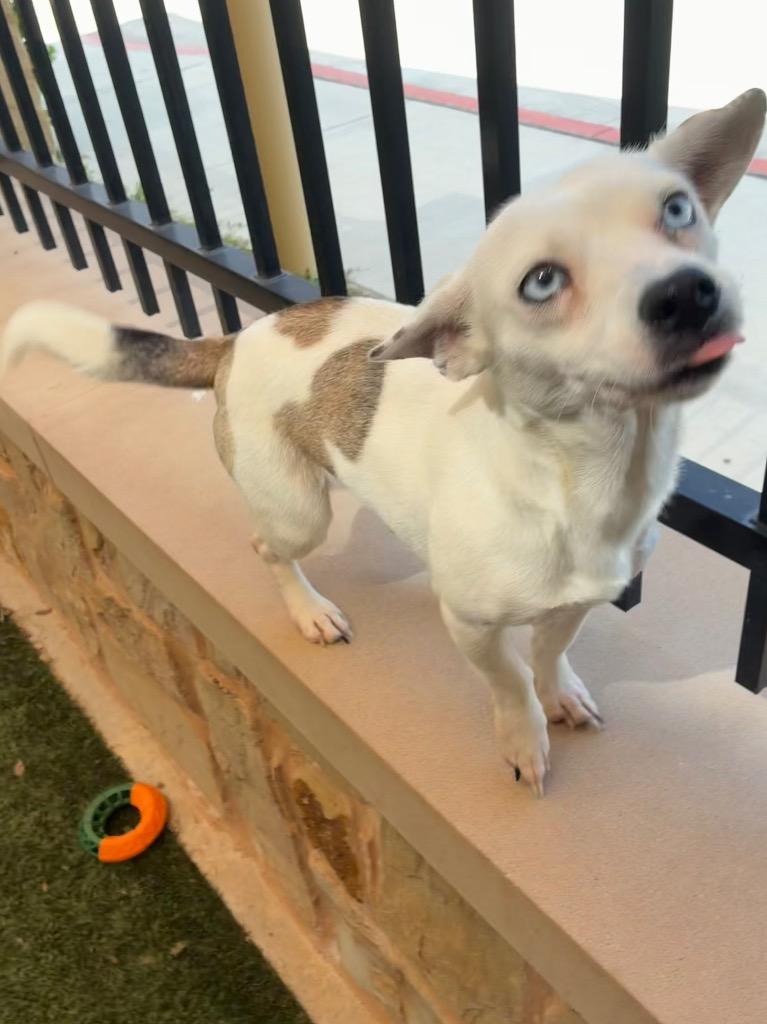 Ashleigh, a Adoptable mixed breed in Seguin, TX image 3/3