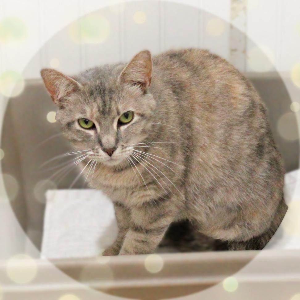 Mella, adopted, Adult Female Dilute Tortoiseshell.