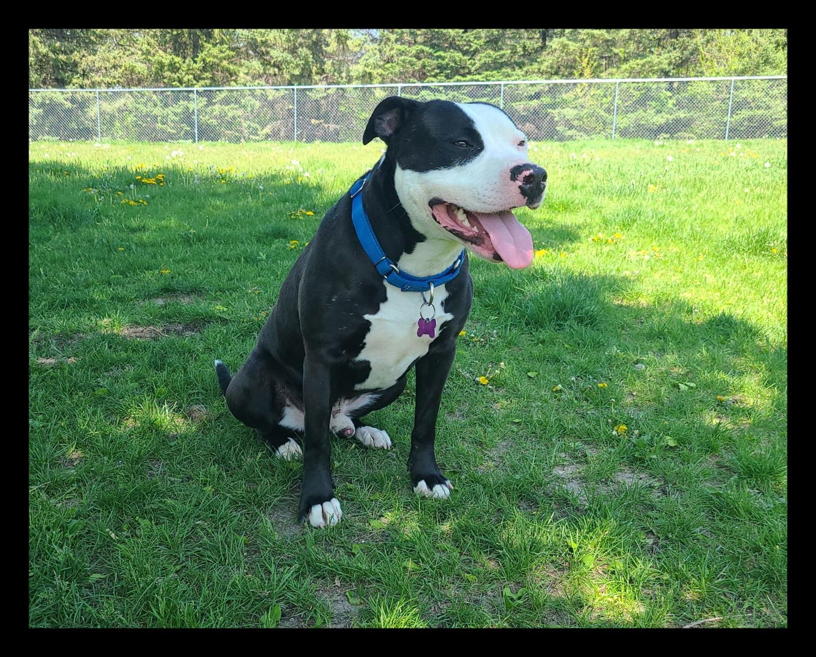 Vinny, Adoptable, Young Male Pit Bull Terrier.