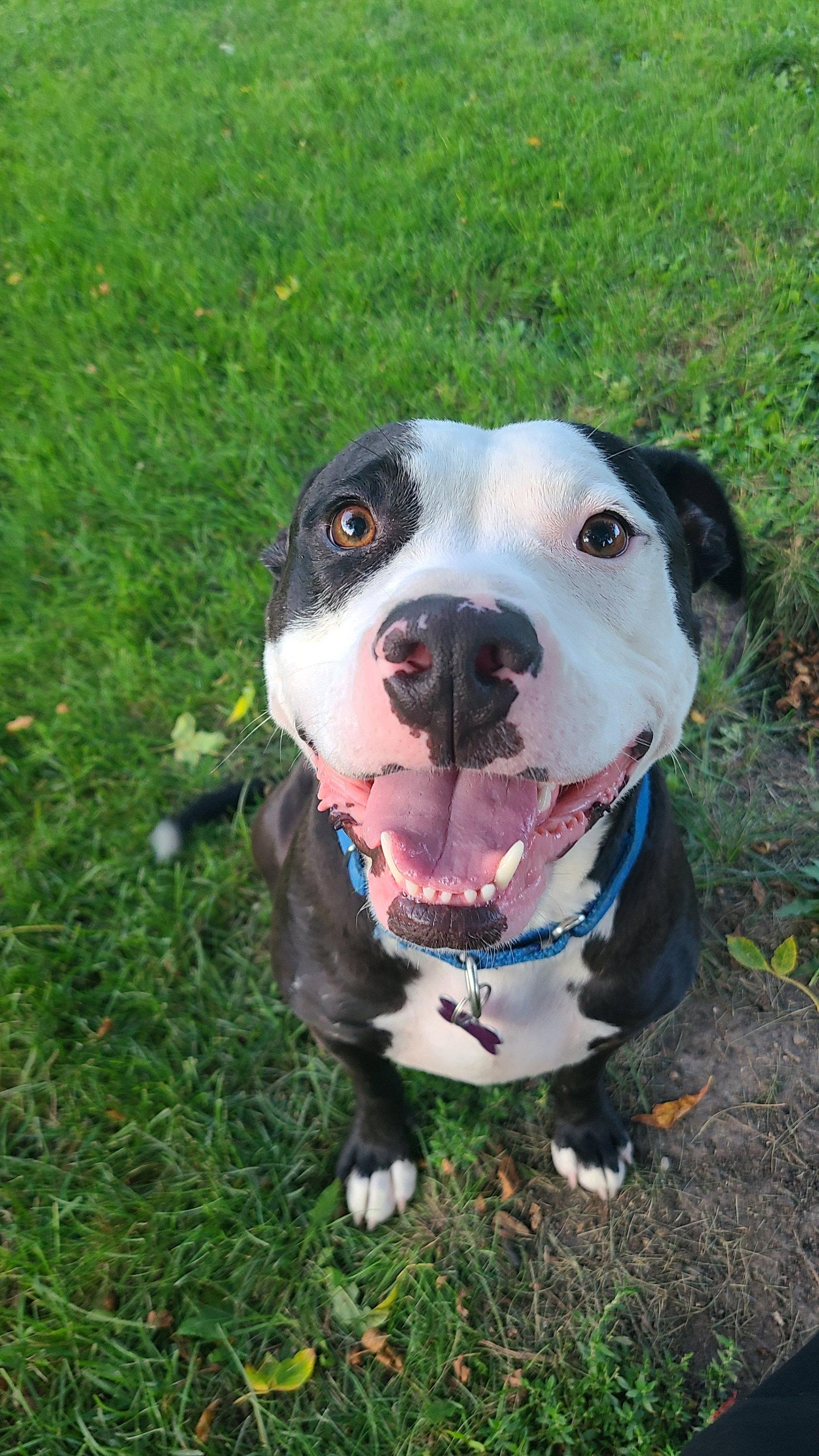 Vinny, a Adoptable Pit Bull Terrier in Crystal, MN image 2/3