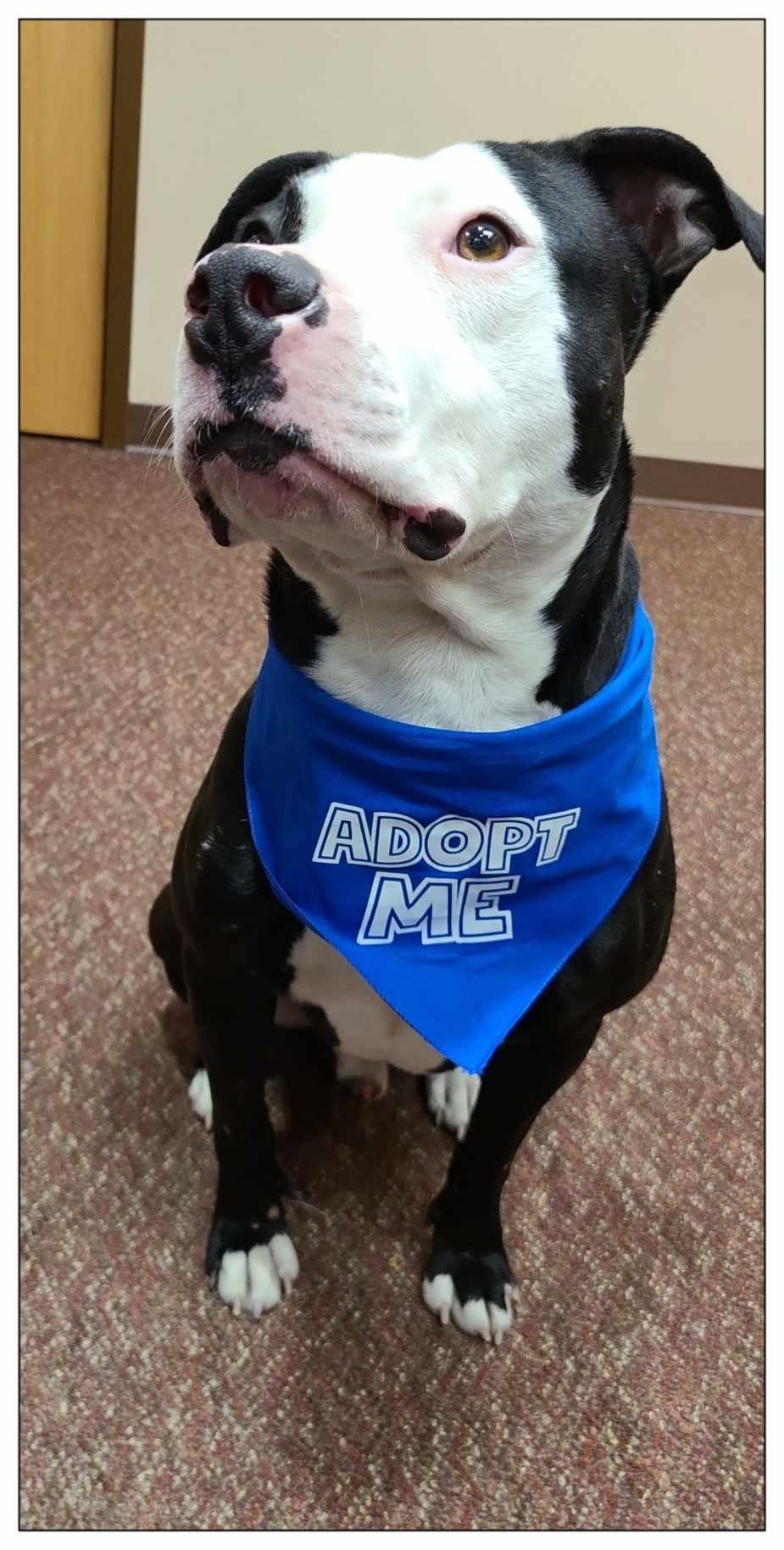 Vinny, a Adoptable Pit Bull Terrier in Crystal, MN image 2/3