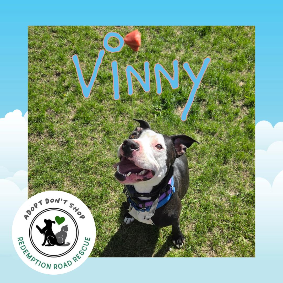 Vinny, a Adoptable Pit Bull Terrier in Crystal, MN image 3/3