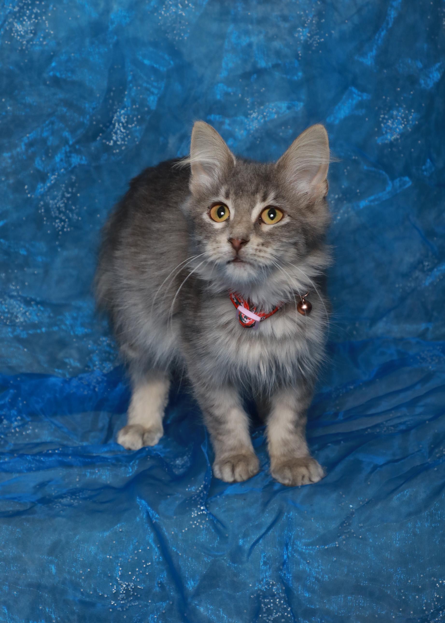 Hallie, Adoptable, Kitten Female Domestic Long Hair.