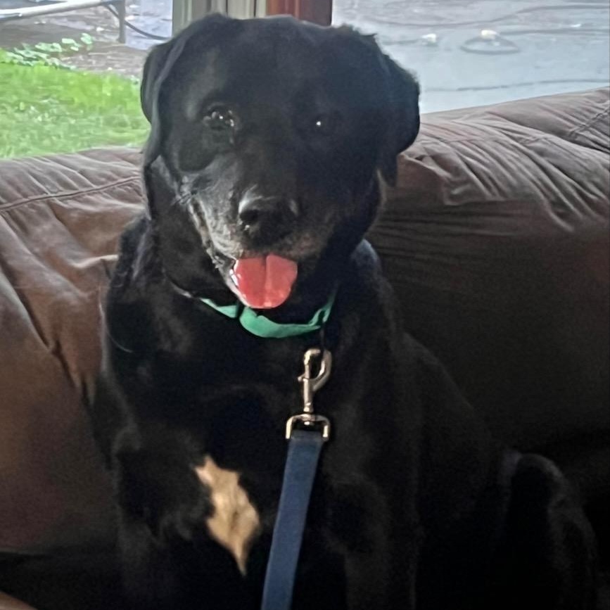 Rescue Raven, ADOPTABLE, Adult Female Labrador Retriever.