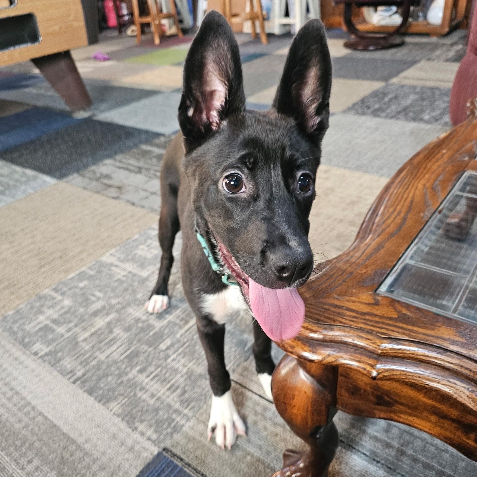 Adira, a ADOPTABLE mixed breed in Baldwyn, MS image 2/5