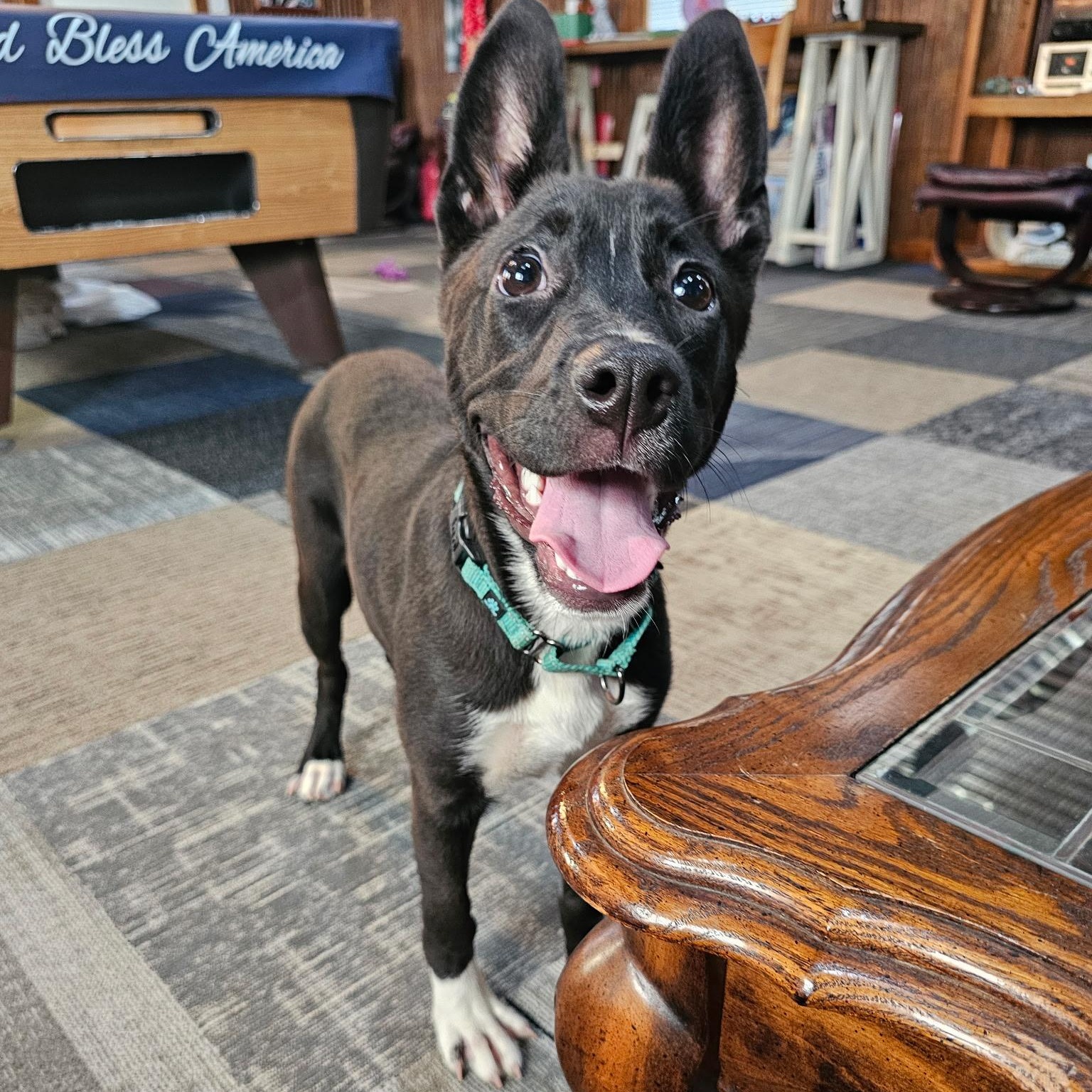 Adira, a ADOPTABLE mixed breed in Baldwyn, MS image 5/5