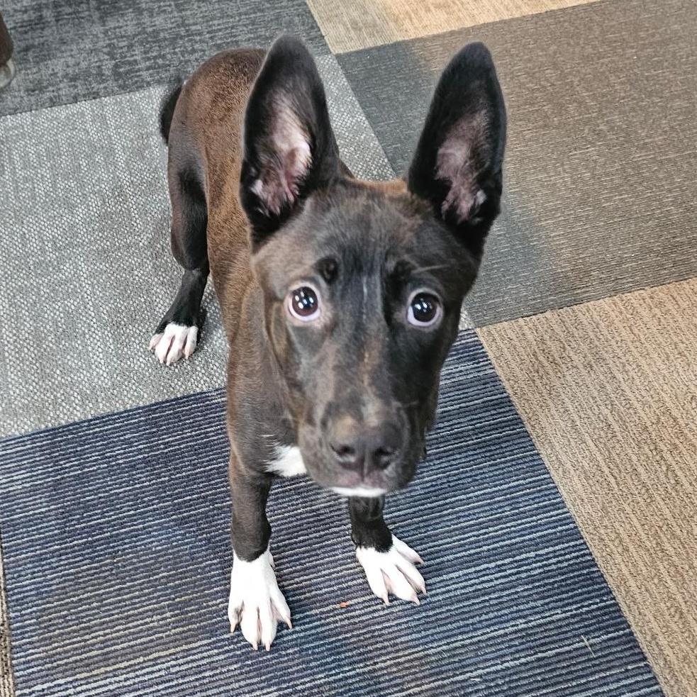 Adira, a ADOPTABLE mixed breed in Baldwyn, MS image 3/5