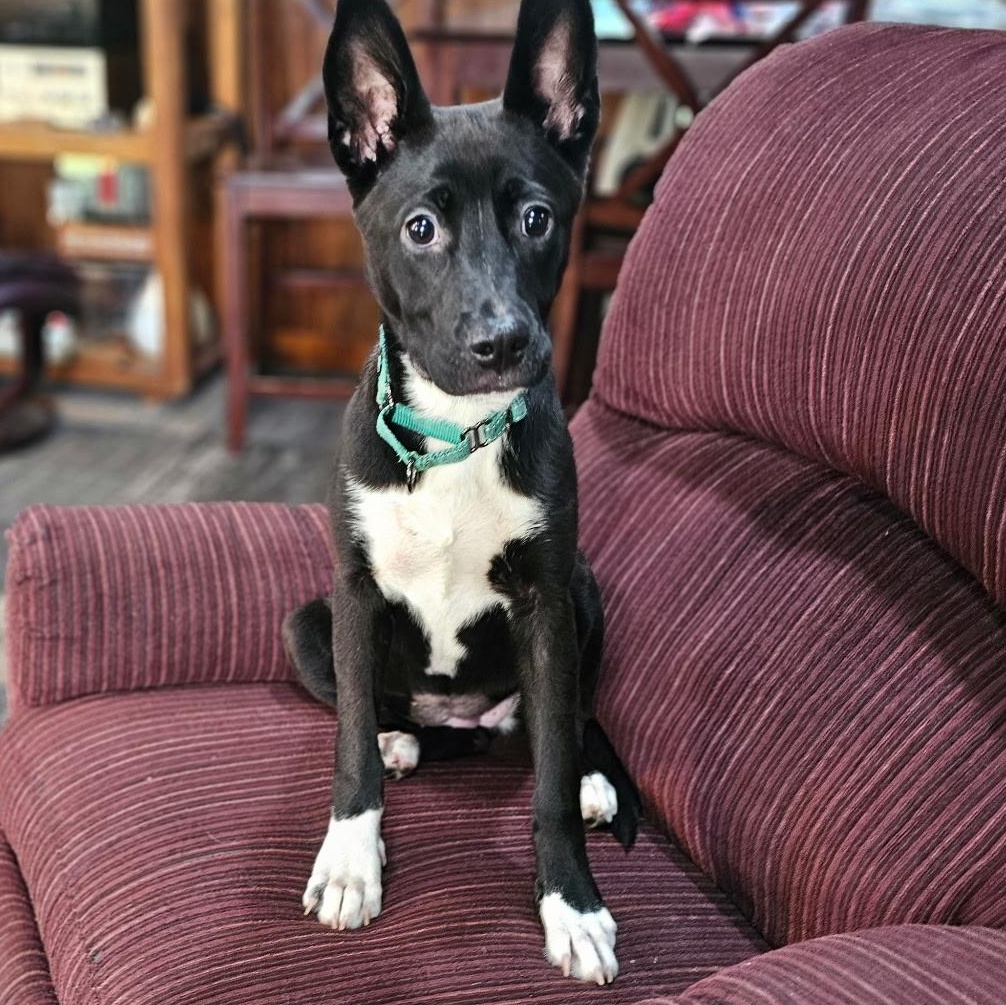 Adira, a ADOPTABLE mixed breed in Baldwyn, MS image 4/5