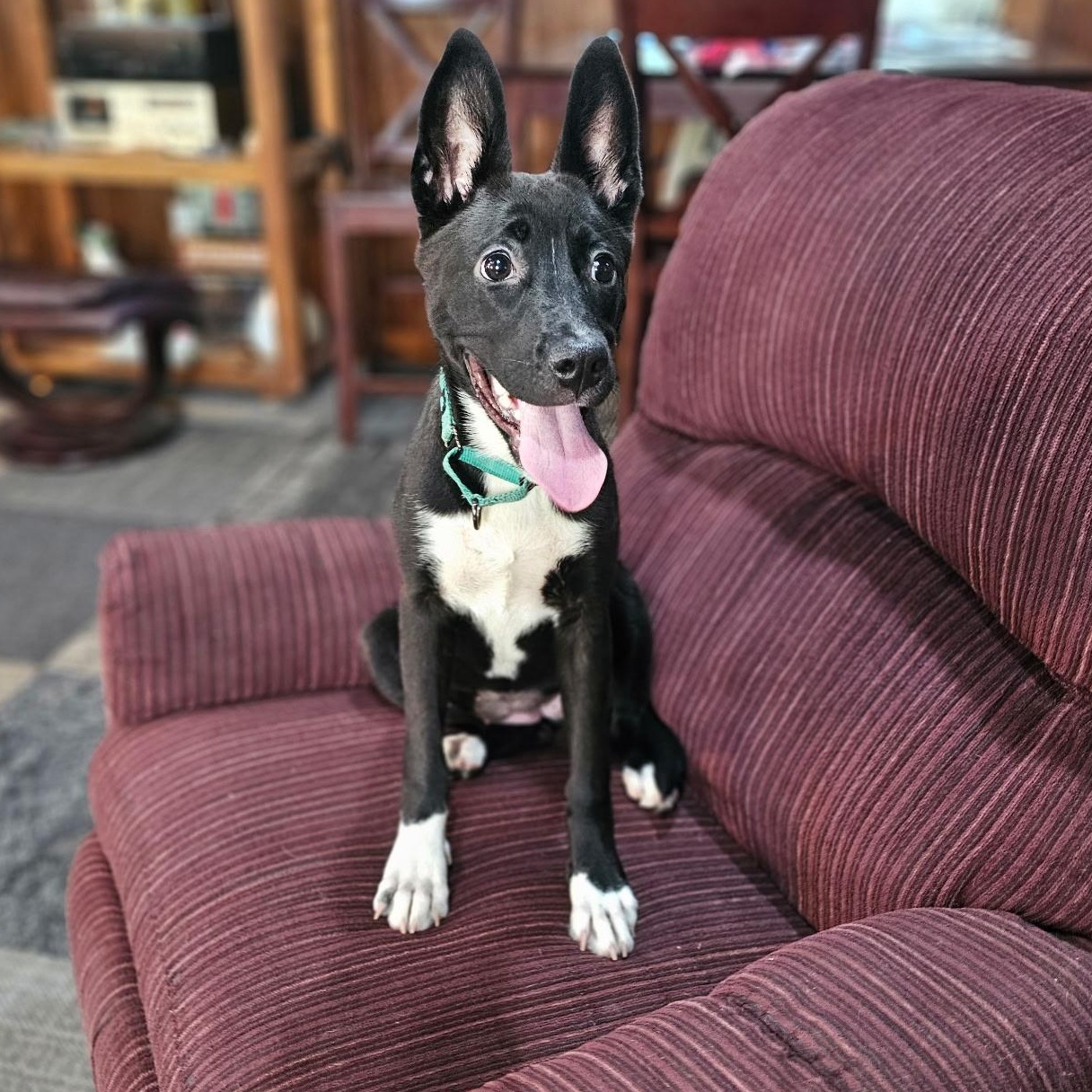 Adira, a ADOPTABLE mixed breed in Baldwyn, MS image 1/5