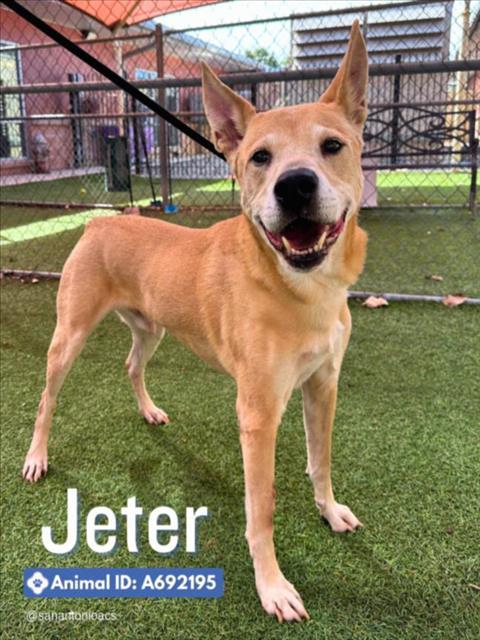 JETER, Adoptable, Adult Male Labrador Retriever.