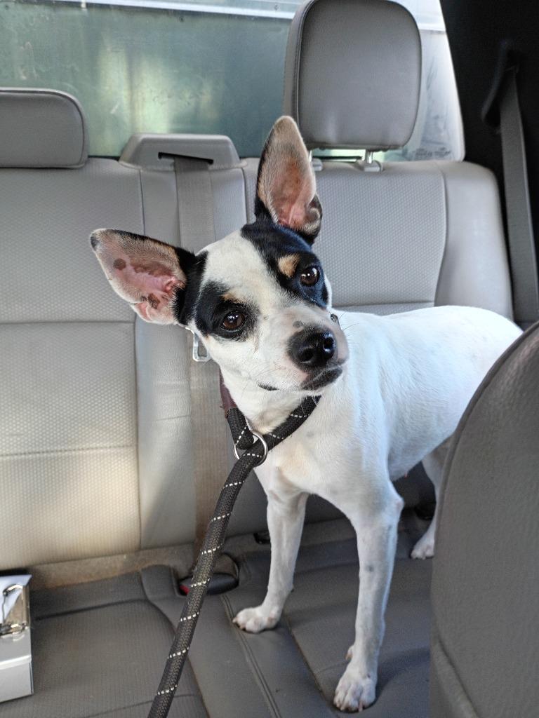 Enlarge King Arthur, a Adoptable mixed breed in Rockport, TX image 1/2