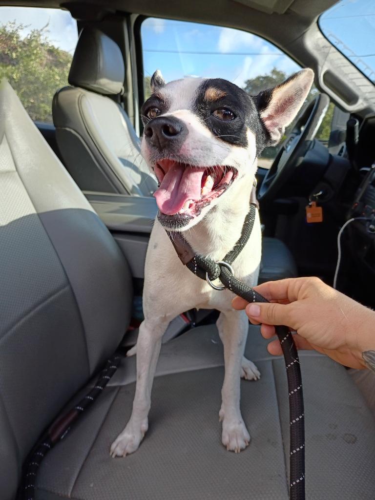 Enlarge King Arthur, a Adoptable mixed breed in Rockport, TX image 2/2