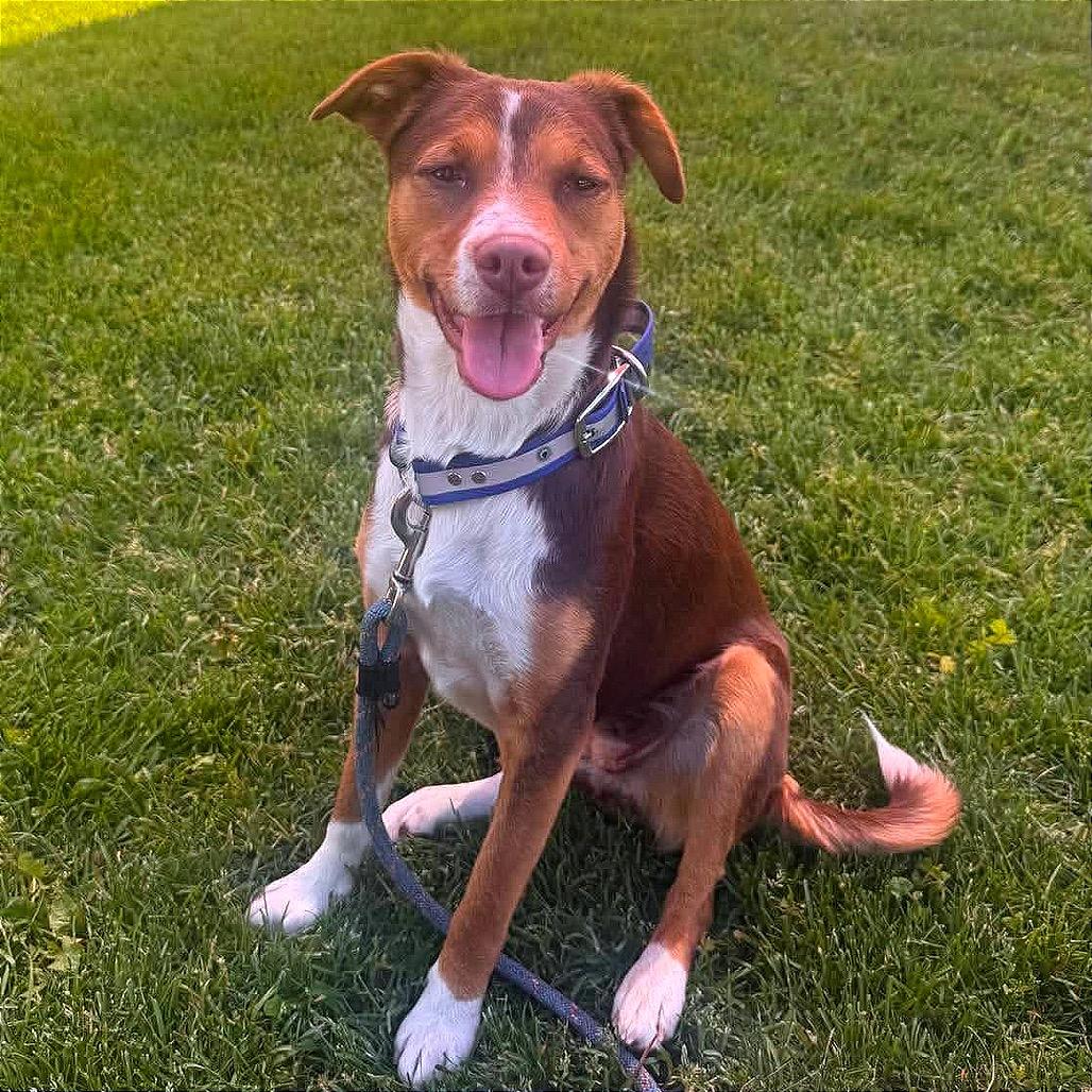 Enlarge Stevie, a Adoptable mixed breed in TONASKET, WA image 1/5