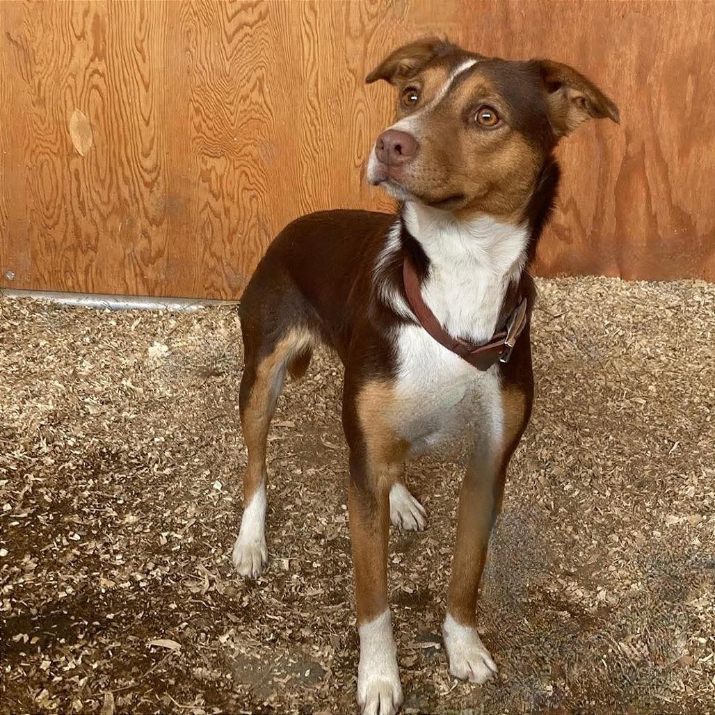 Enlarge Stevie, a Adoptable mixed breed in TONASKET, WA image 2/5