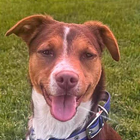 Enlarge Stevie, a Adoptable mixed breed in TONASKET, WA image 3/5