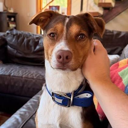Enlarge Stevie, a Adoptable mixed breed in TONASKET, WA image 4/5