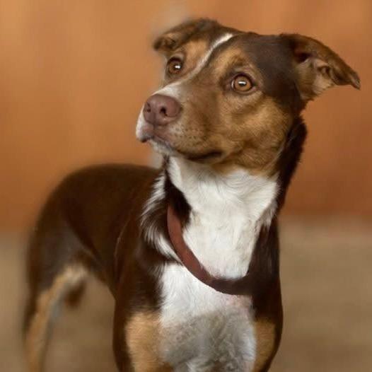 Enlarge Stevie, a Adoptable mixed breed in TONASKET, WA image 5/5