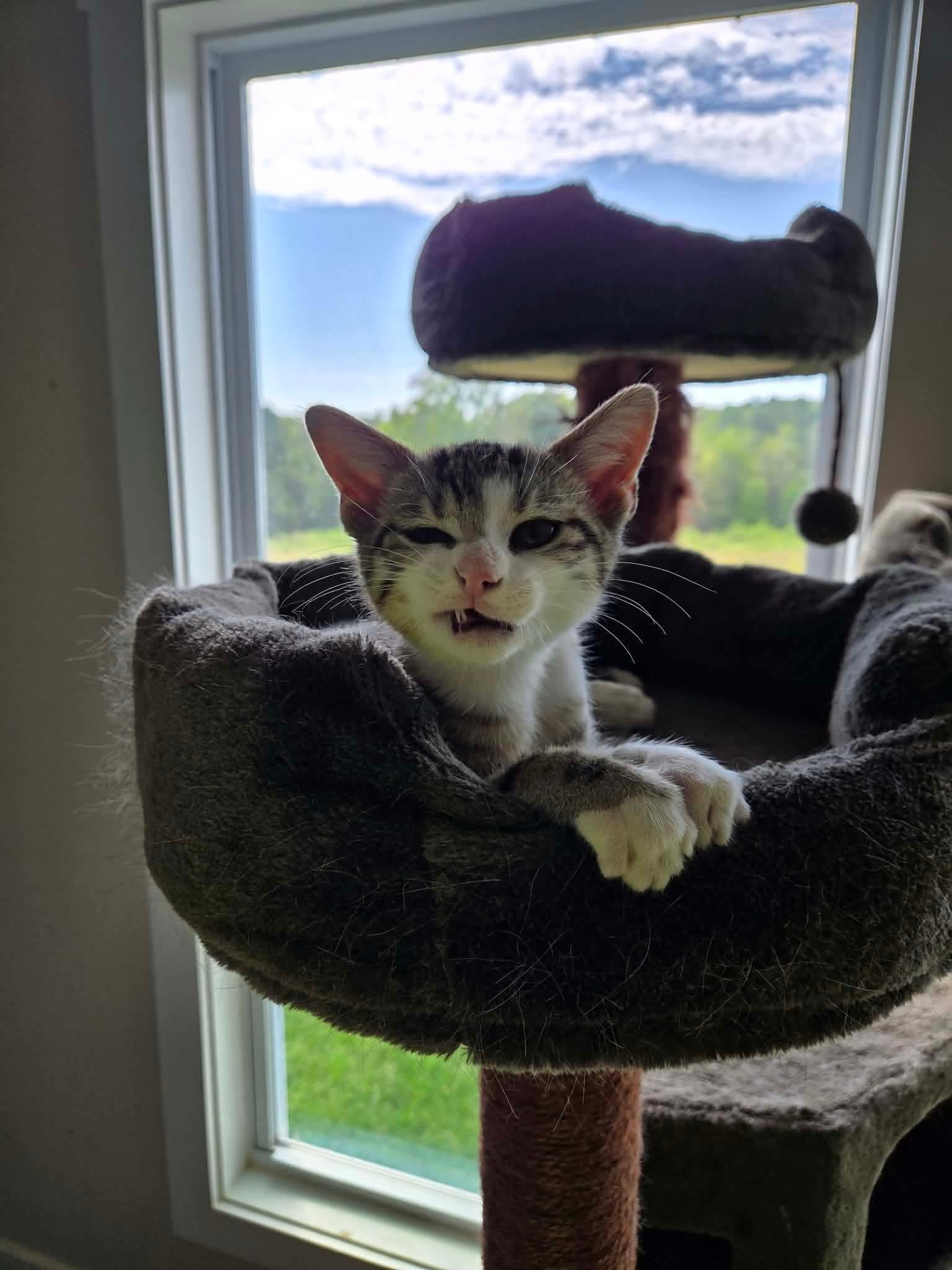 Enlarge Jack, a Adoptable Domestic Short Hair in Roxboro, NC image 1/3