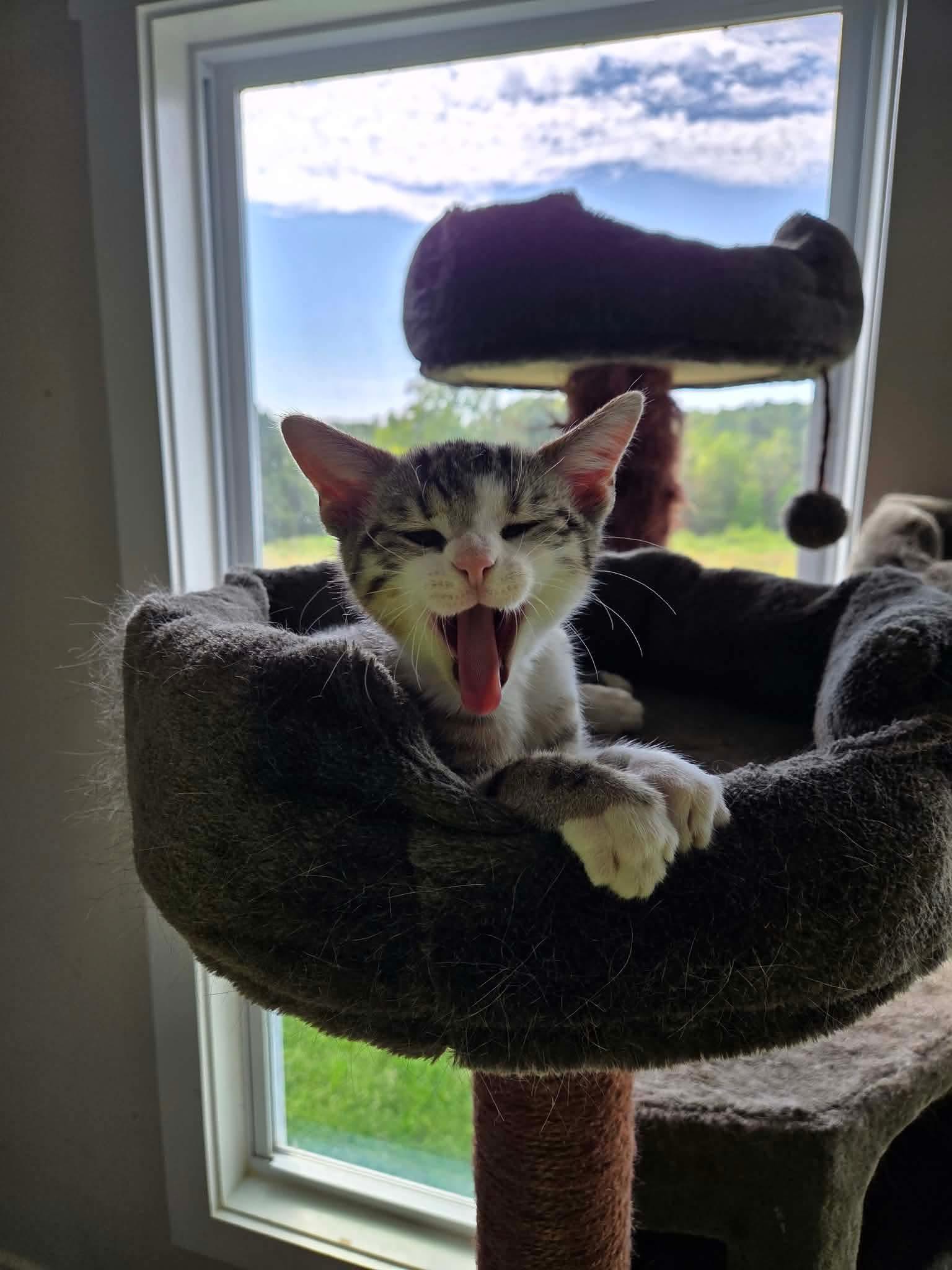 Enlarge Jack, a Adoptable Domestic Short Hair in Roxboro, NC image 2/3