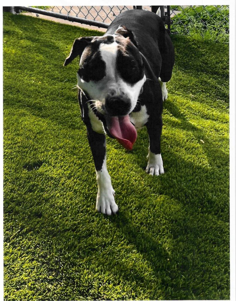 Enlarge Annie Ann, a Adoptable mixed breed in Trenton, NJ image 1/3