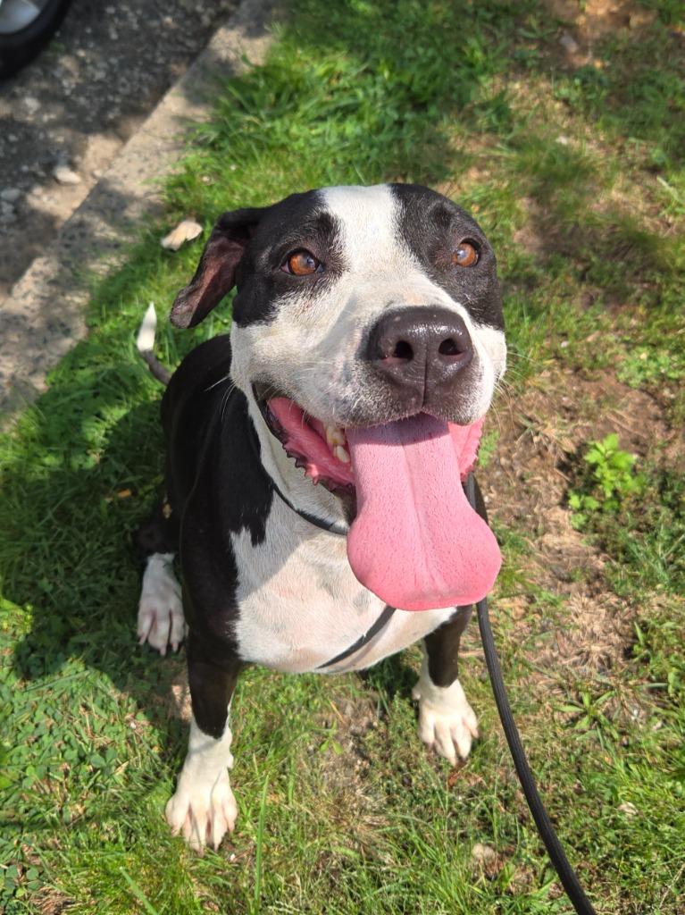 Enlarge Annie Ann, a Adoptable mixed breed in Trenton, NJ image 3/3