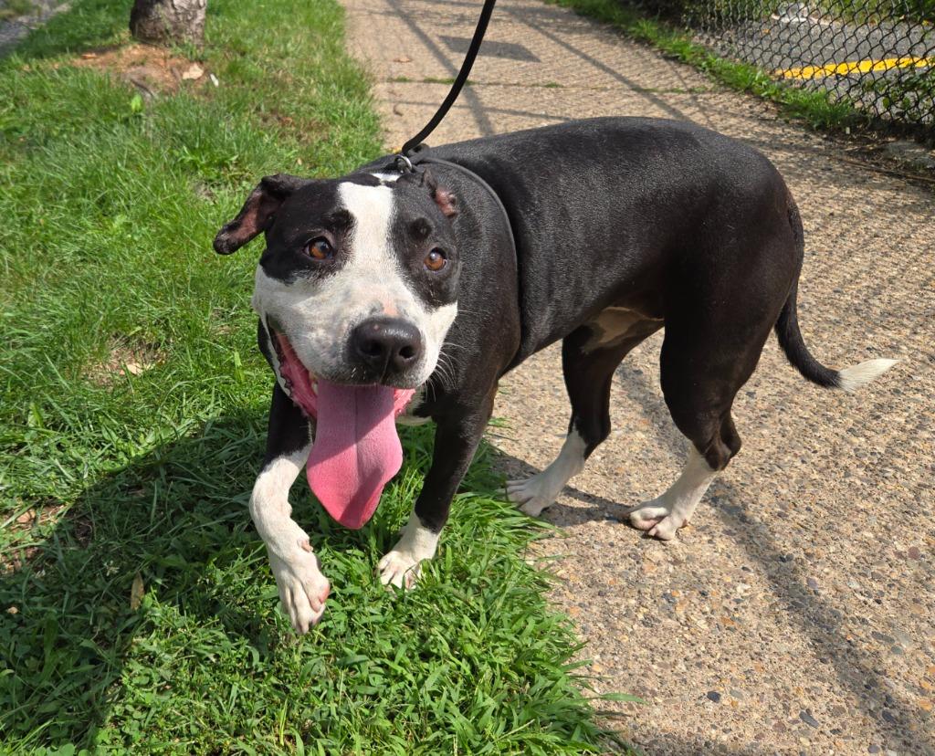 Enlarge Annie Ann, a Adoptable mixed breed in Trenton, NJ image 2/3