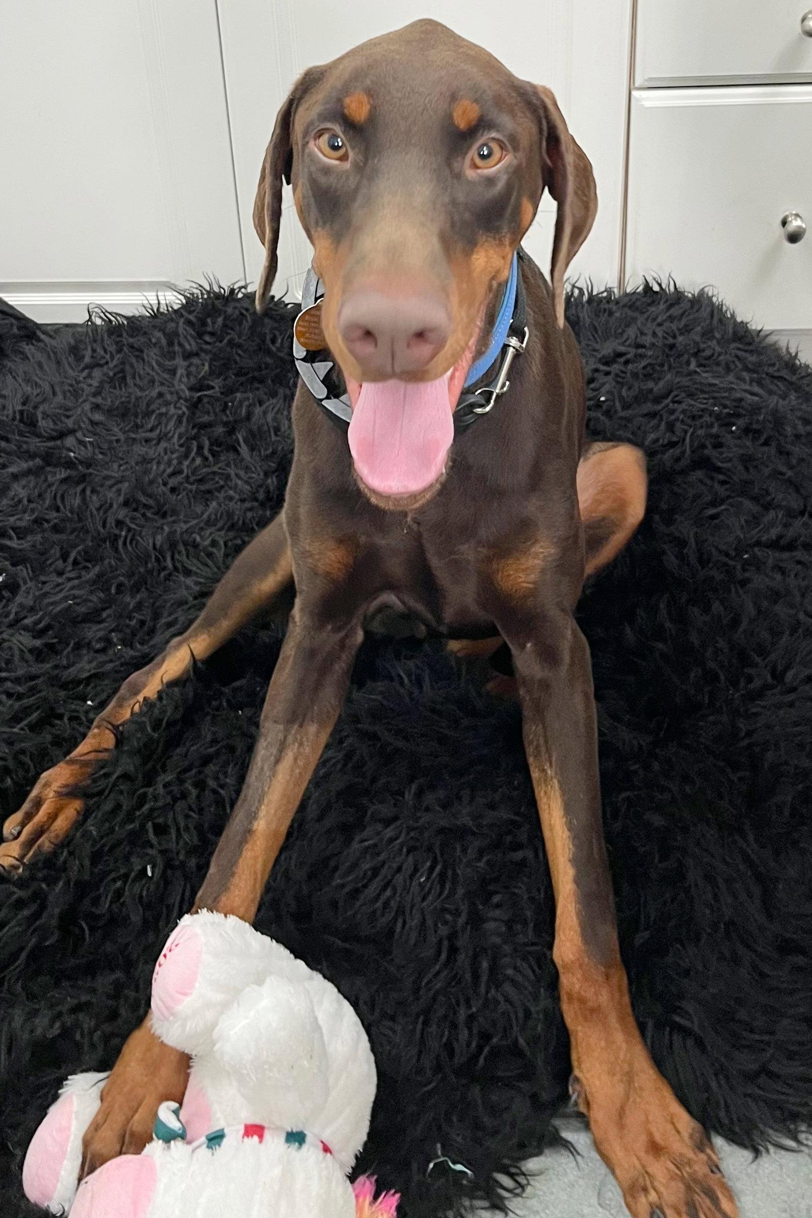 Enlarge Booker 3542, a Adoptable Doberman Pinscher in Oakland Park, FL image 1/3