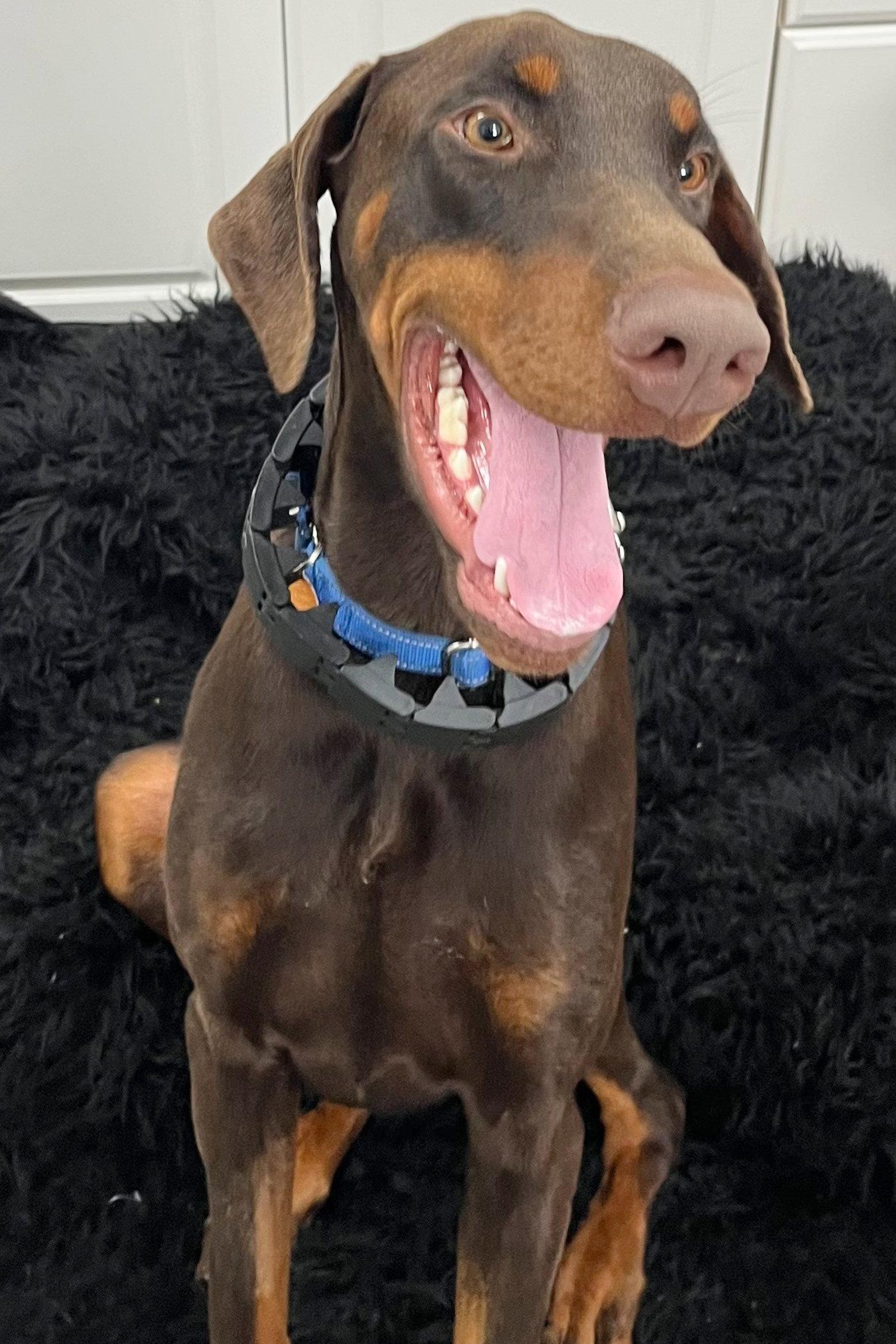 Enlarge Booker 3542, a Adoptable Doberman Pinscher in Oakland Park, FL image 2/3