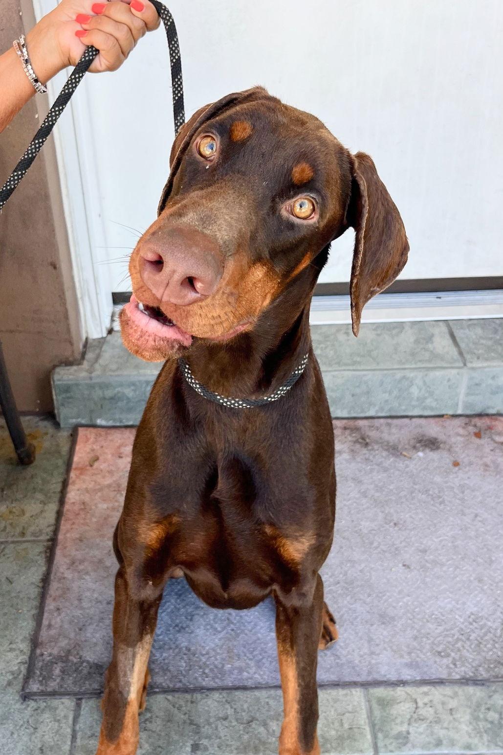 Booker 3542, Adoptable, Young Male Doberman Pinscher.