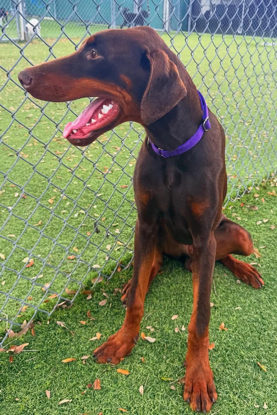 Enlarge Booker 3542, a Adoptable Doberman Pinscher in Oakland Park, FL image 2/3