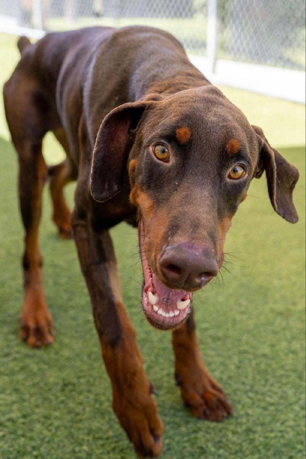 Enlarge Booker 3542, a Adoptable Doberman Pinscher in Oakland Park, FL image 3/3